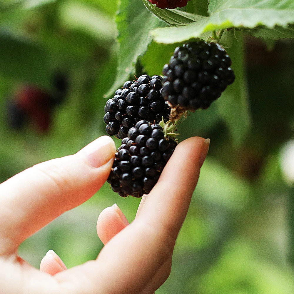 3-in-1 Blackberry Bush - Image 3