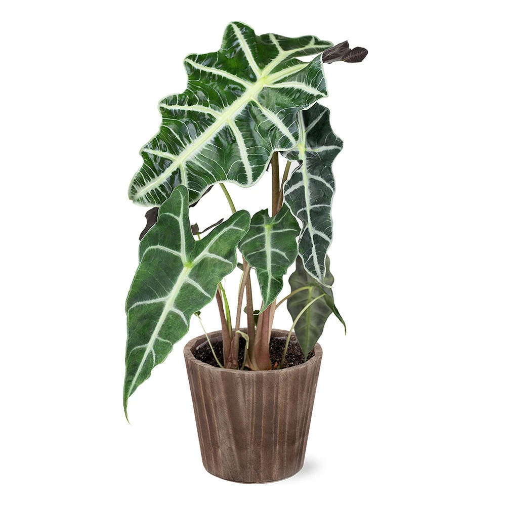 Alocasia Polly With Decorative Pot - Image 3