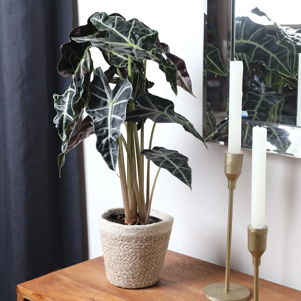 Alocasia Polly With Decorative Pot