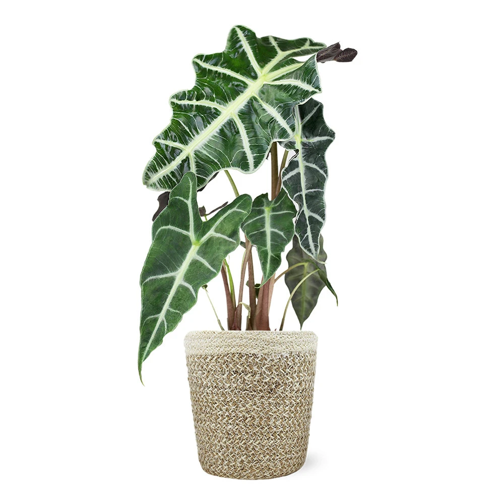 Alocasia Polly With Decorative Pot - Image 4