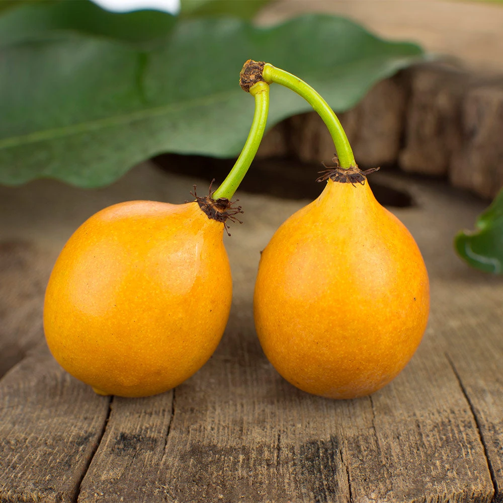 Achacha Fruit Tree - Image 2