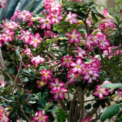 Desert Rose Adenium Shrub