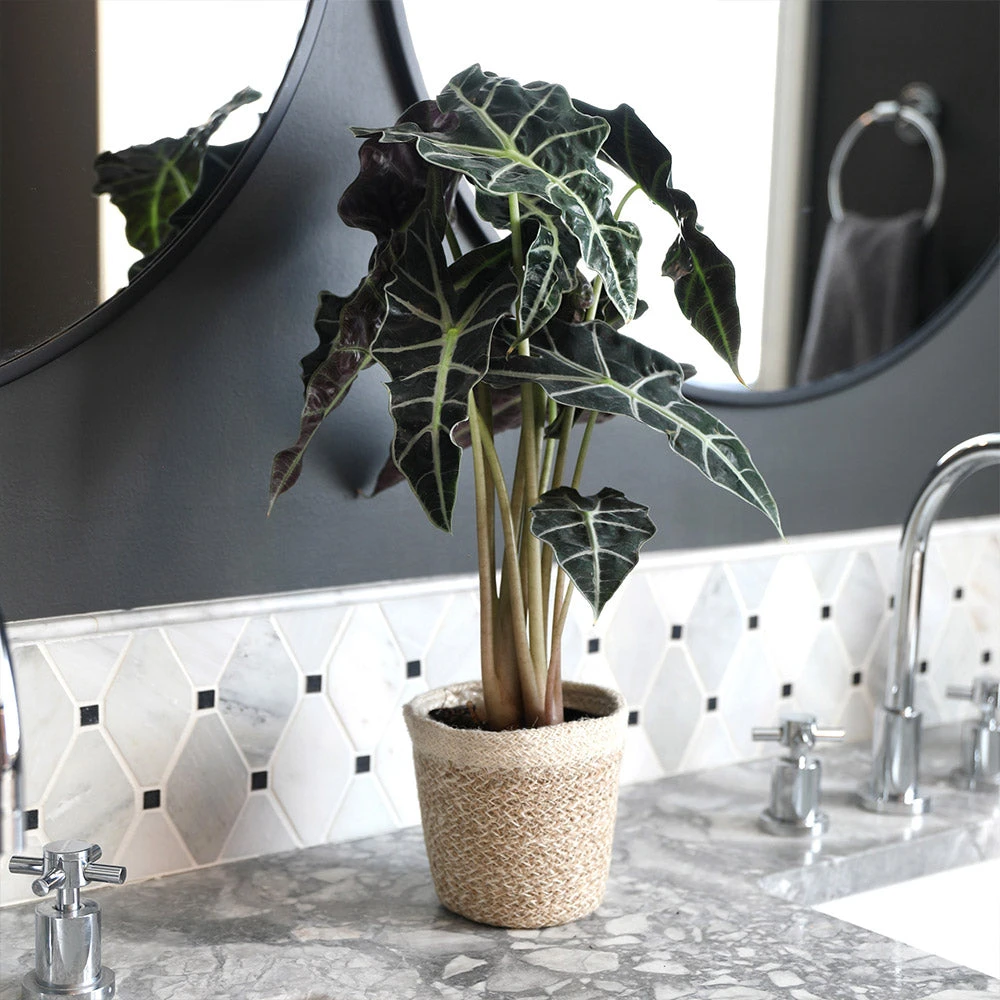 Alocasia Polly With Decorative Pot - Image 6