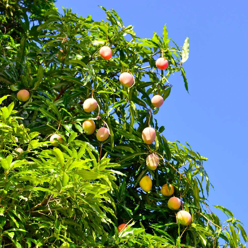 Alphonso Mango Tree - Image 4