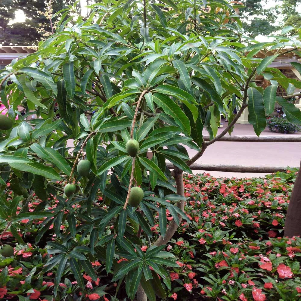 Alphonso Mango Tree - Image 6