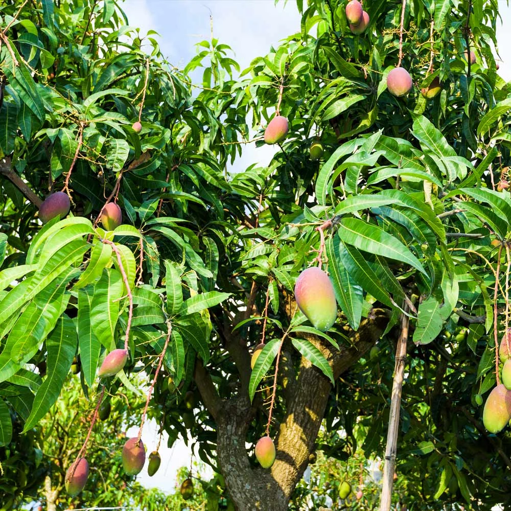 Alphonso Mango Tree - Image 2