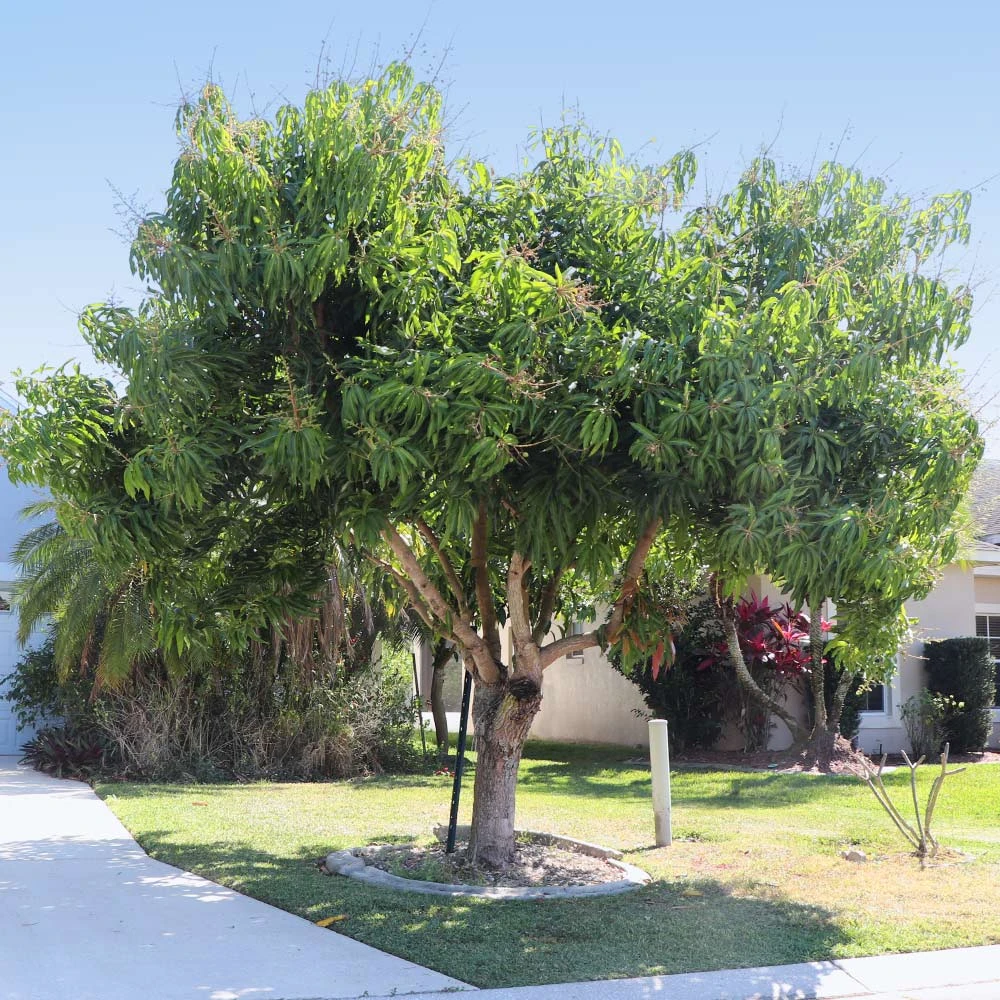 Alphonso Mango Tree - Image 5