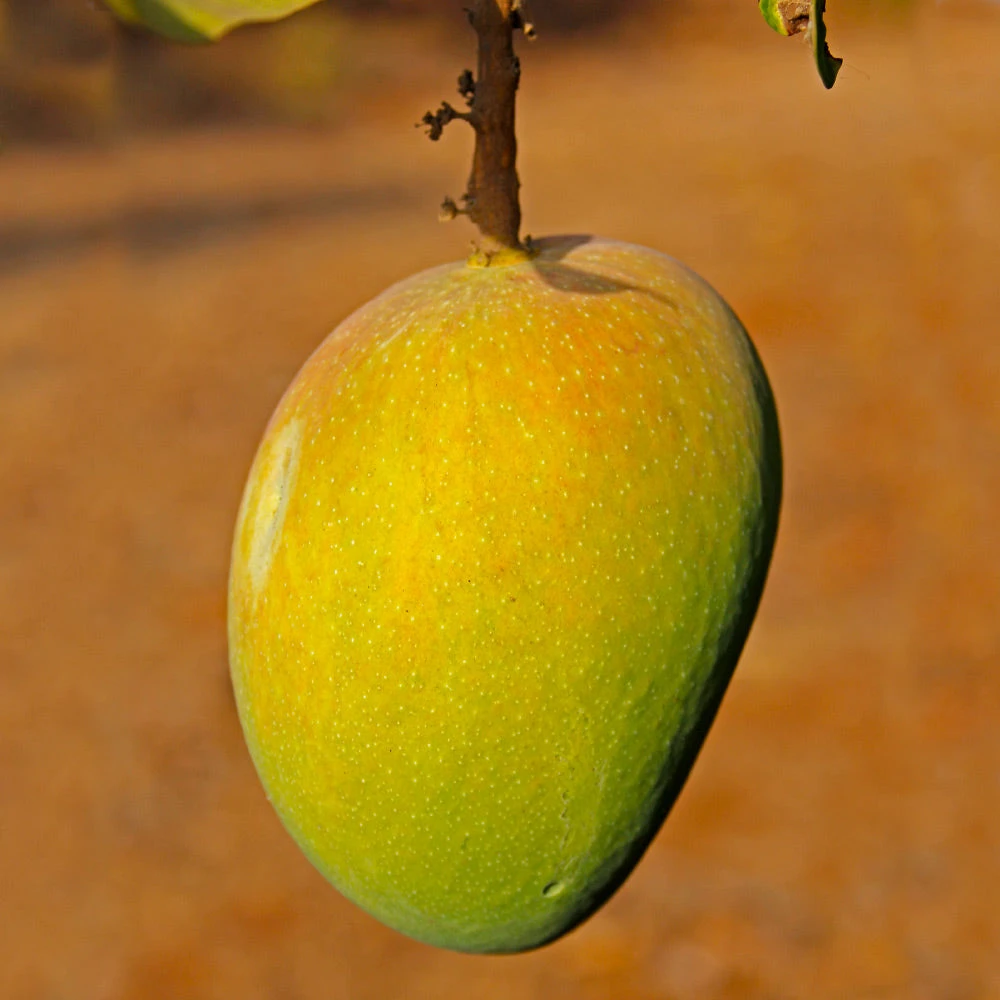 Alphonso Mango Tree - Image 3