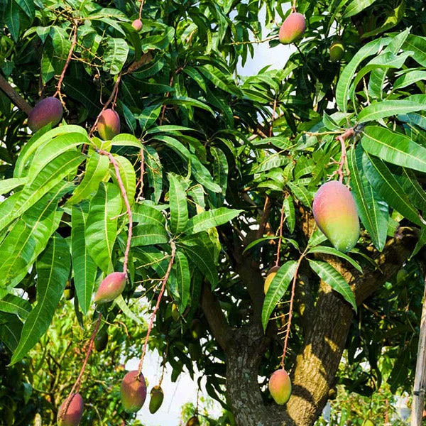 Alphonso Mango Tree