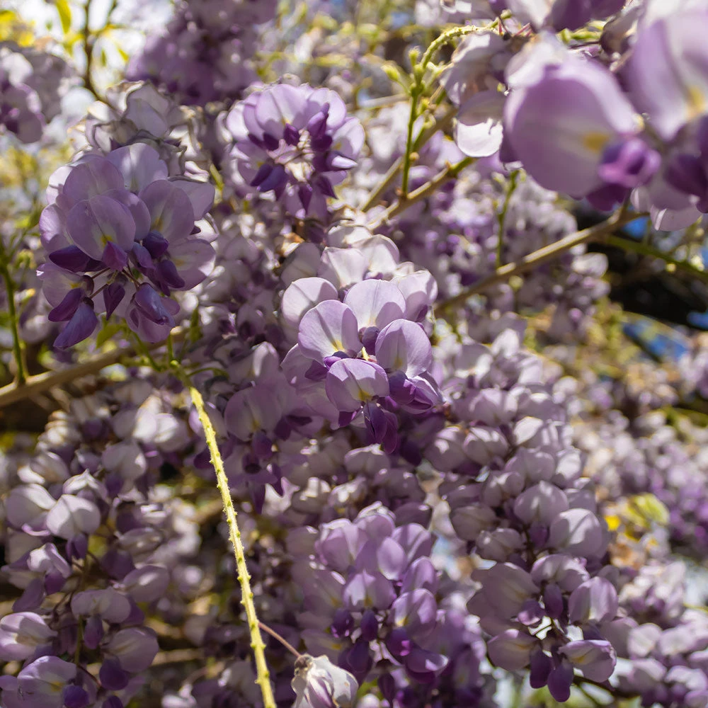 Amethyst Falls Wisteria Vine - Image 3