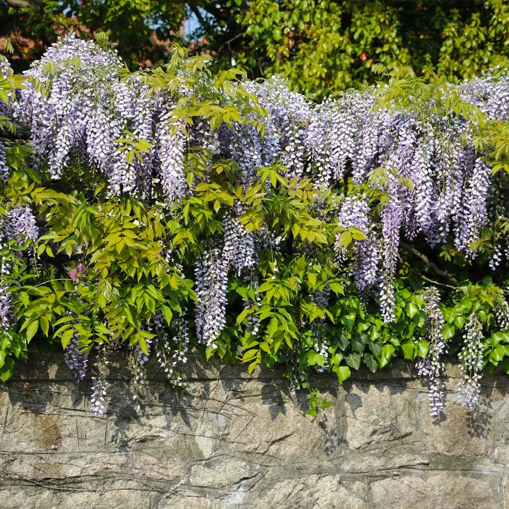 Amethyst Falls Wisteria Vine - Image 2