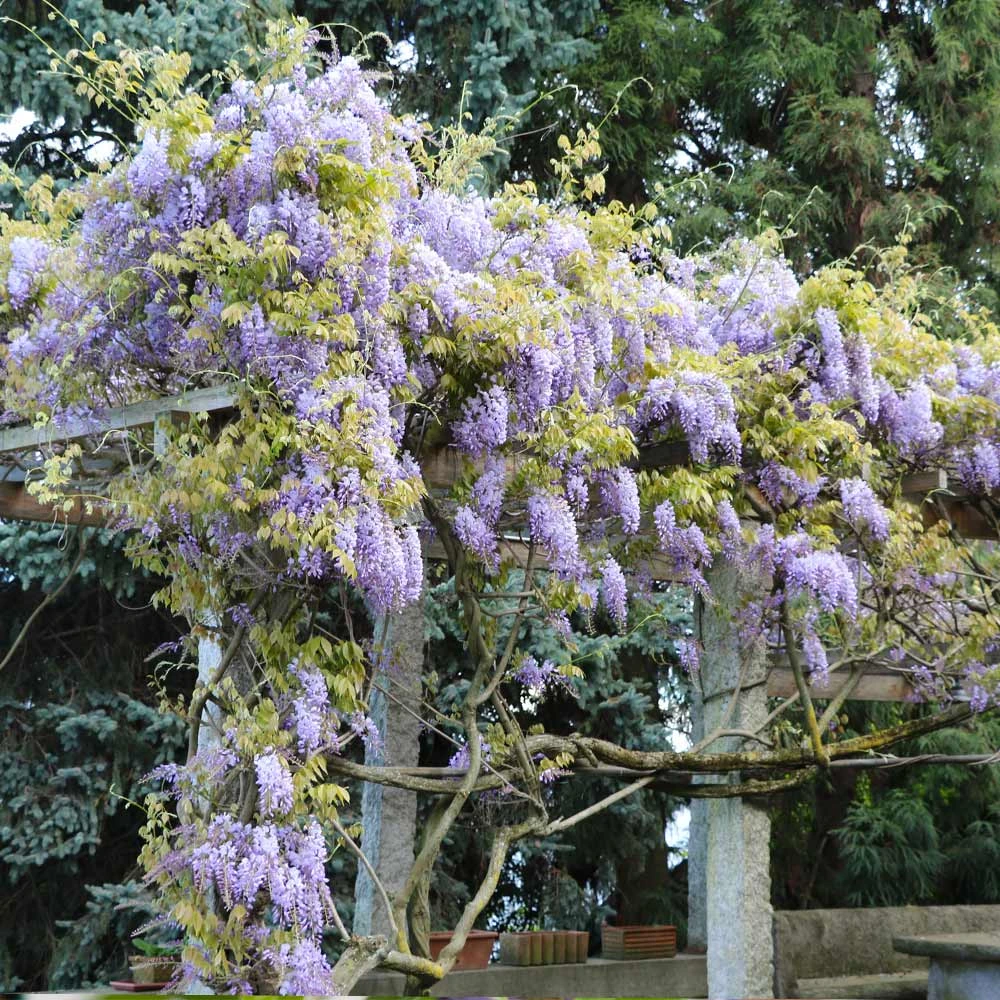 Amethyst Falls Wisteria Vine - Image 4