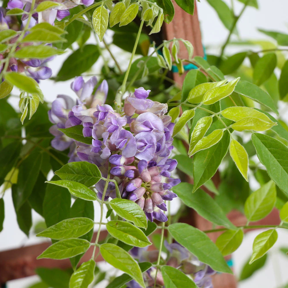 Amethyst Falls Wisteria Vine - Image 5