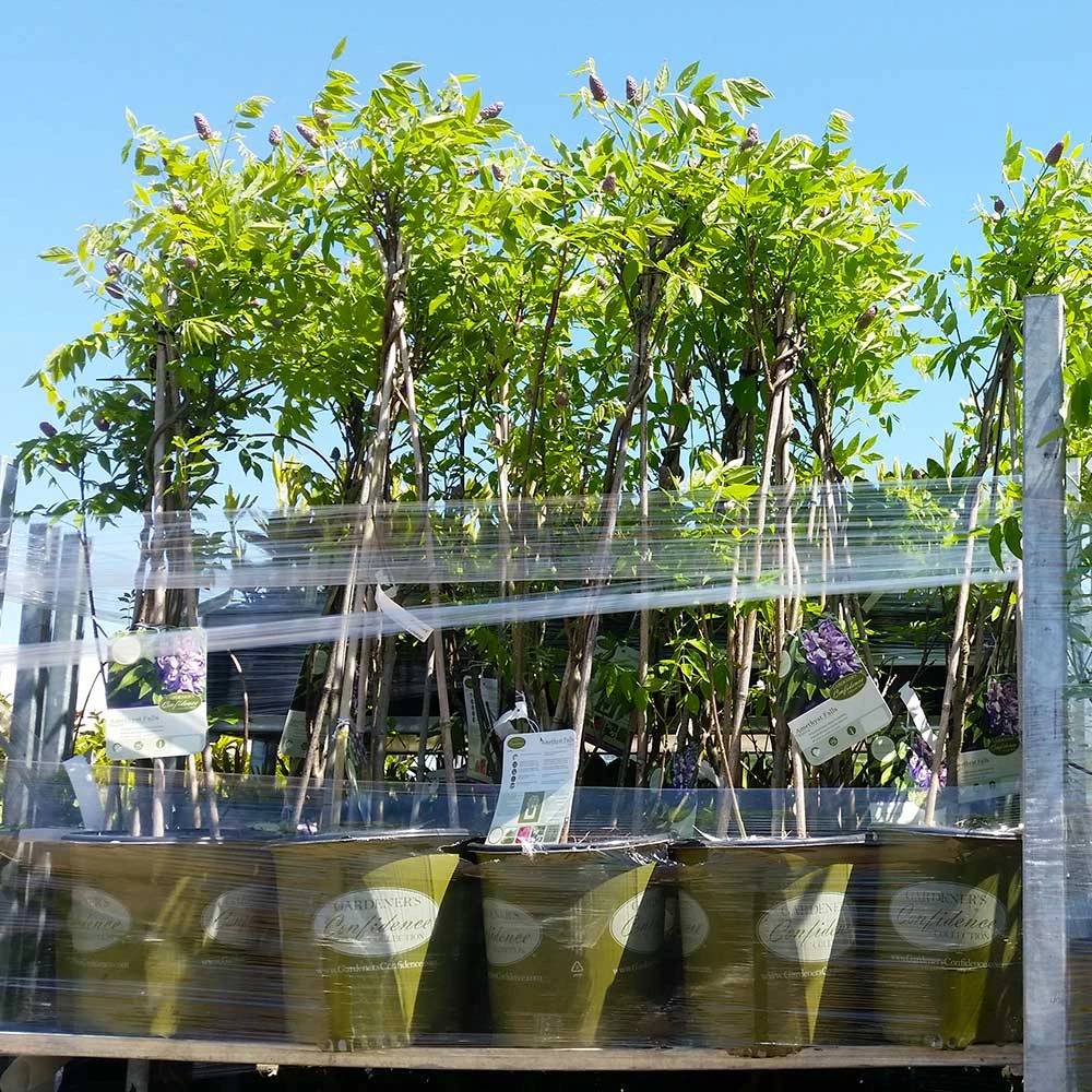 Amethyst Falls Wisteria Vine - Image 6