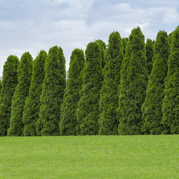 American Arborvitae Tree