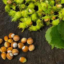 American Hazelnut Tree