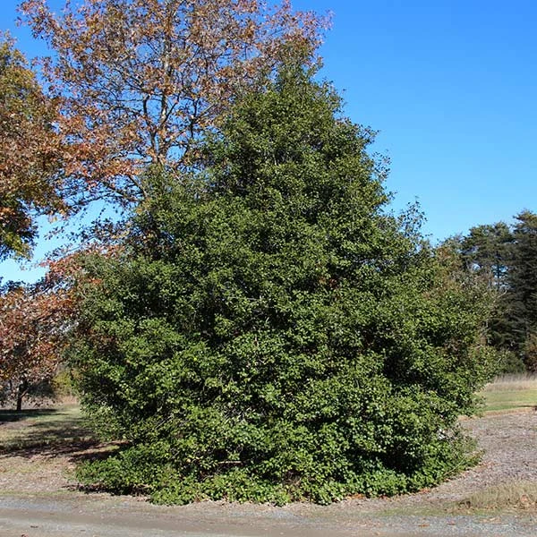Greenleaf American Holly Shrub