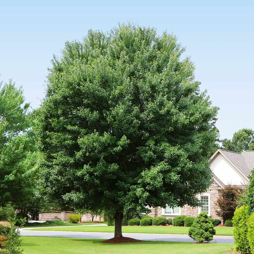 American Red Maple Tree - Image 4