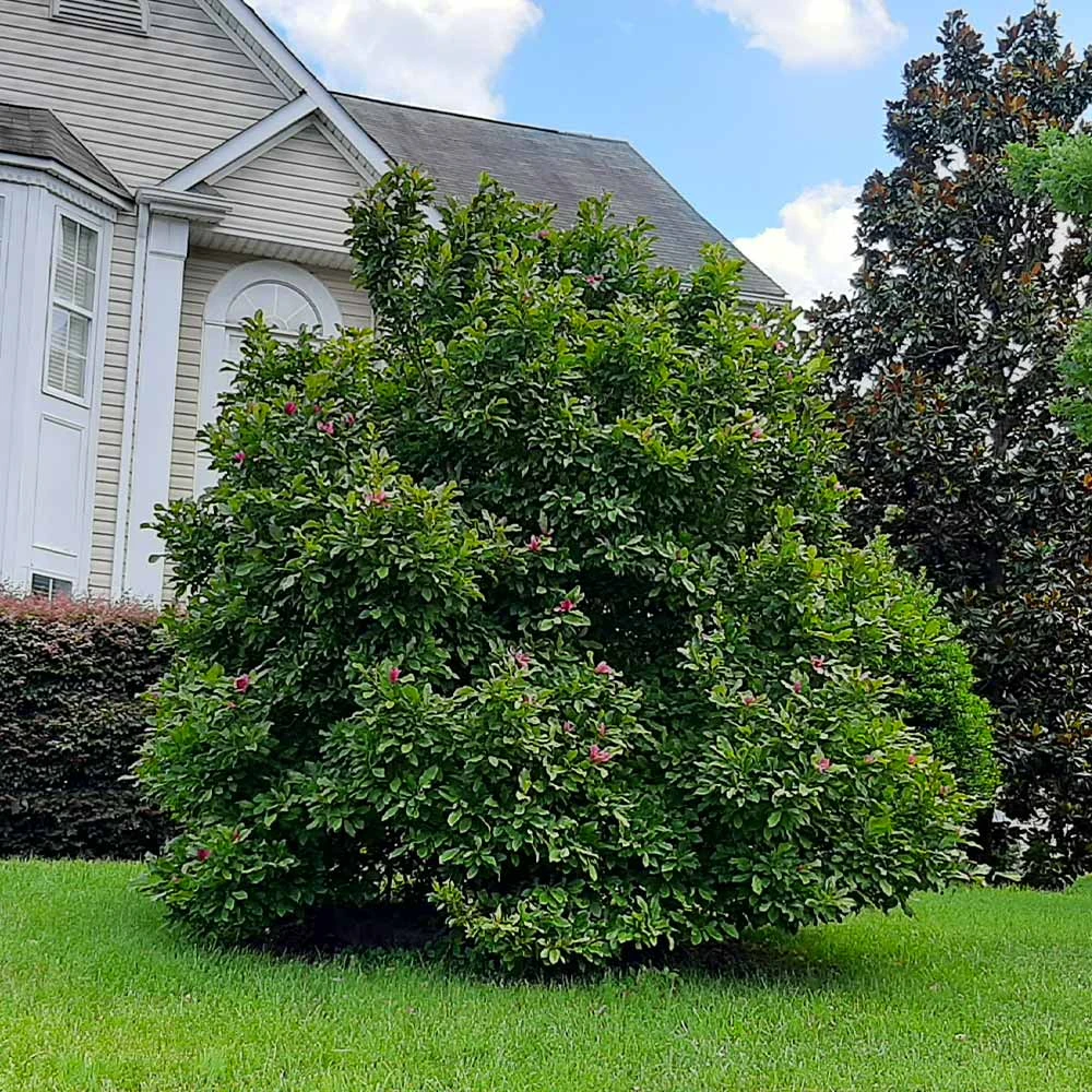 Ann Magnolia Tree - Image 5