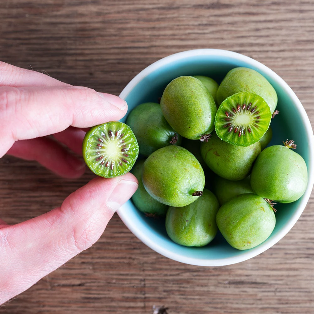 Anna & Meader Kiwi Vine Pollination Pack - Image 4