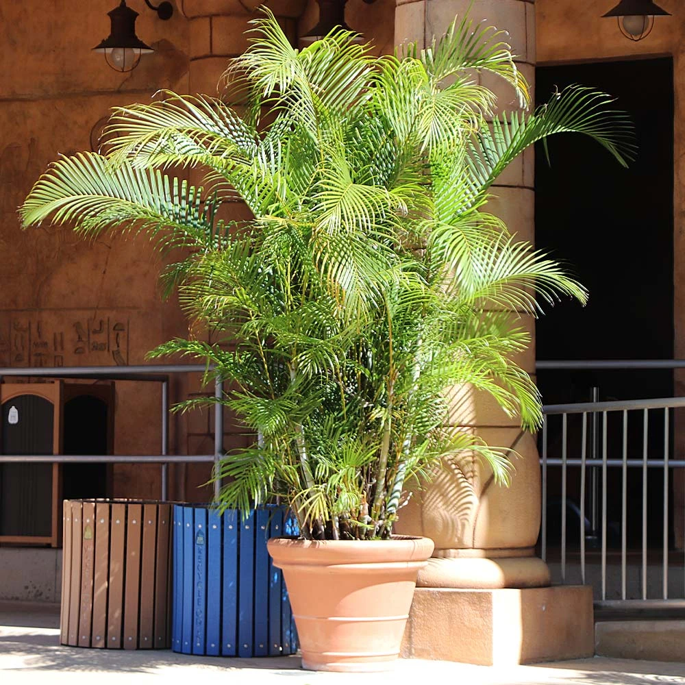 Areca Palm Tree - Image 6
