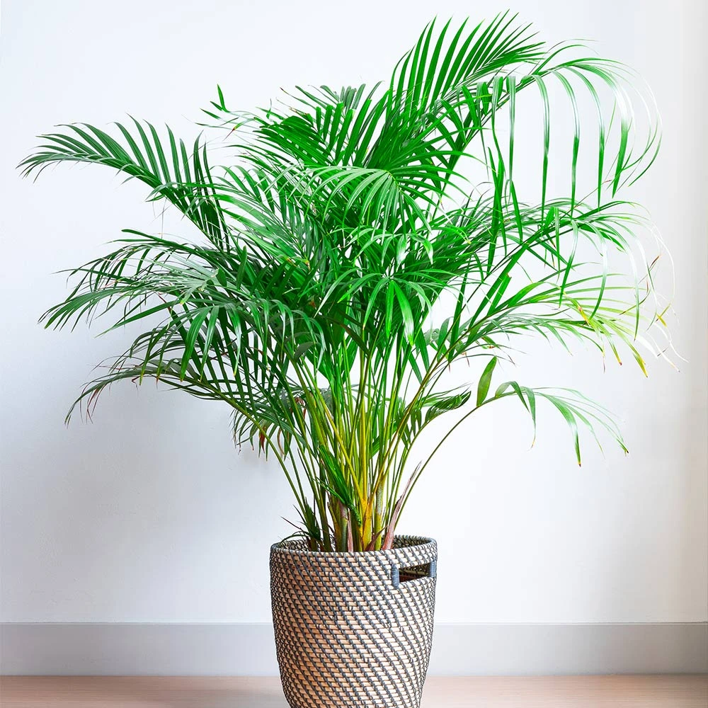 Areca Palm Tree - Image 4