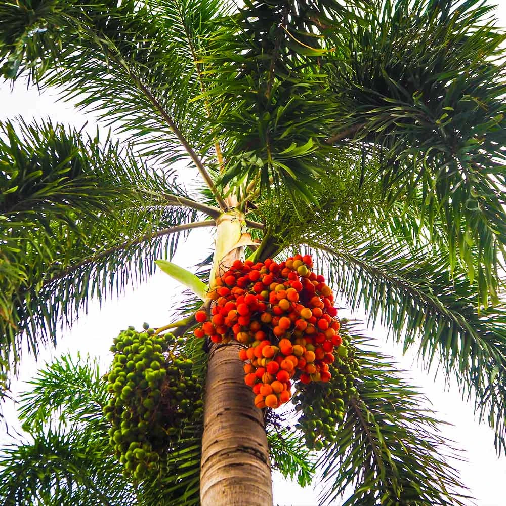 Areca Palm Tree - Image 5