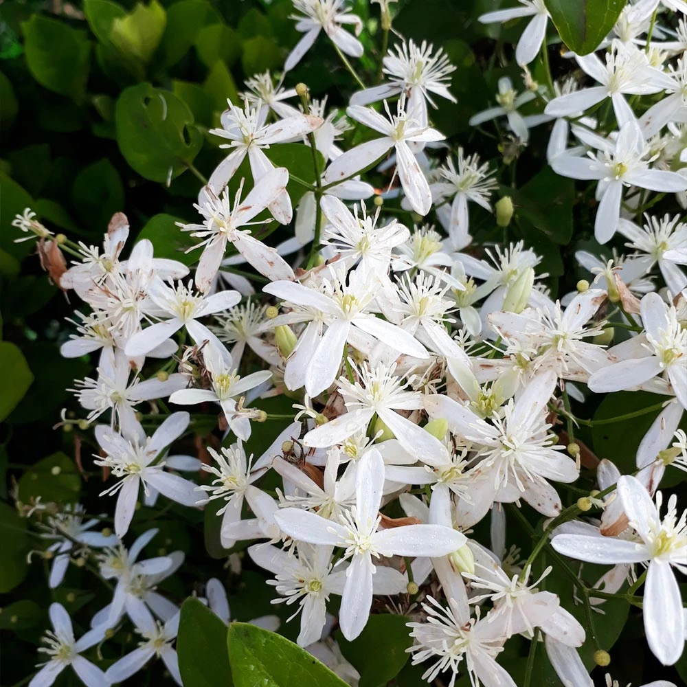 Armandii Clematis Vine - Image 4