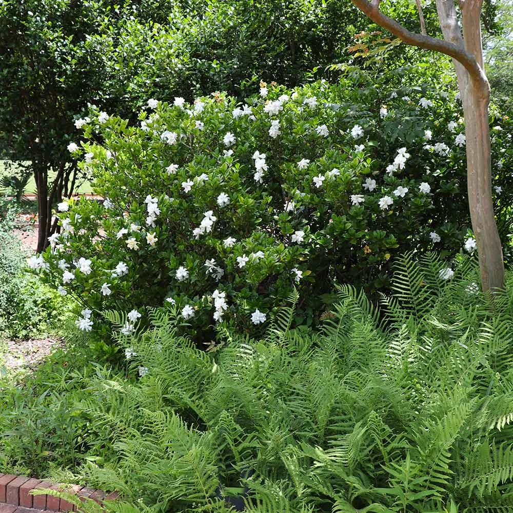 August Beauty Gardenia Shrub - Image 4