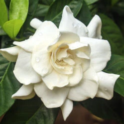 August Beauty Gardenia Shrub