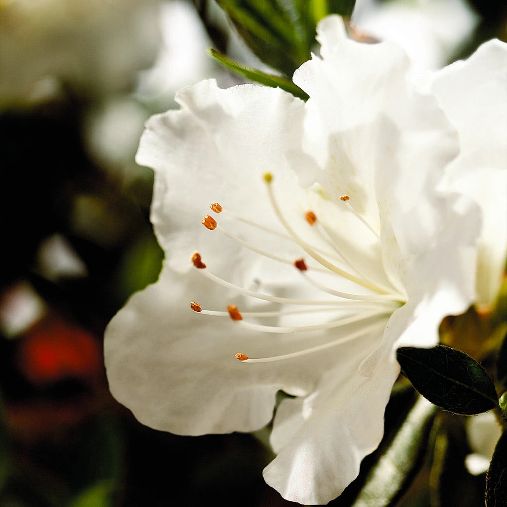 Autumn Angel® Encore® Azalea Shrub - Image 3