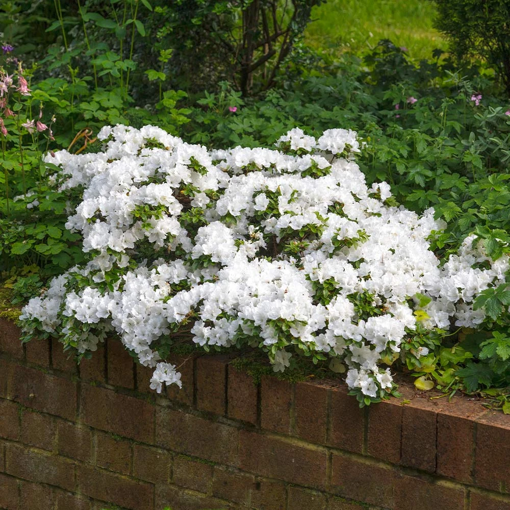 Autumn Angel® Encore® Azalea Shrub - Image 2