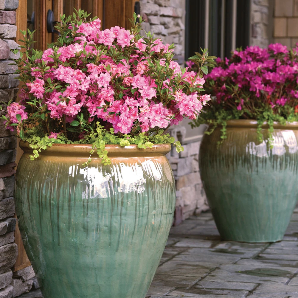 Autumn Debutante® Encore® Azalea Shrub - Image 2
