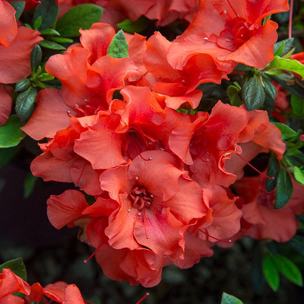 Autumn Embers® Encore® Azalea Shrub - Image 2