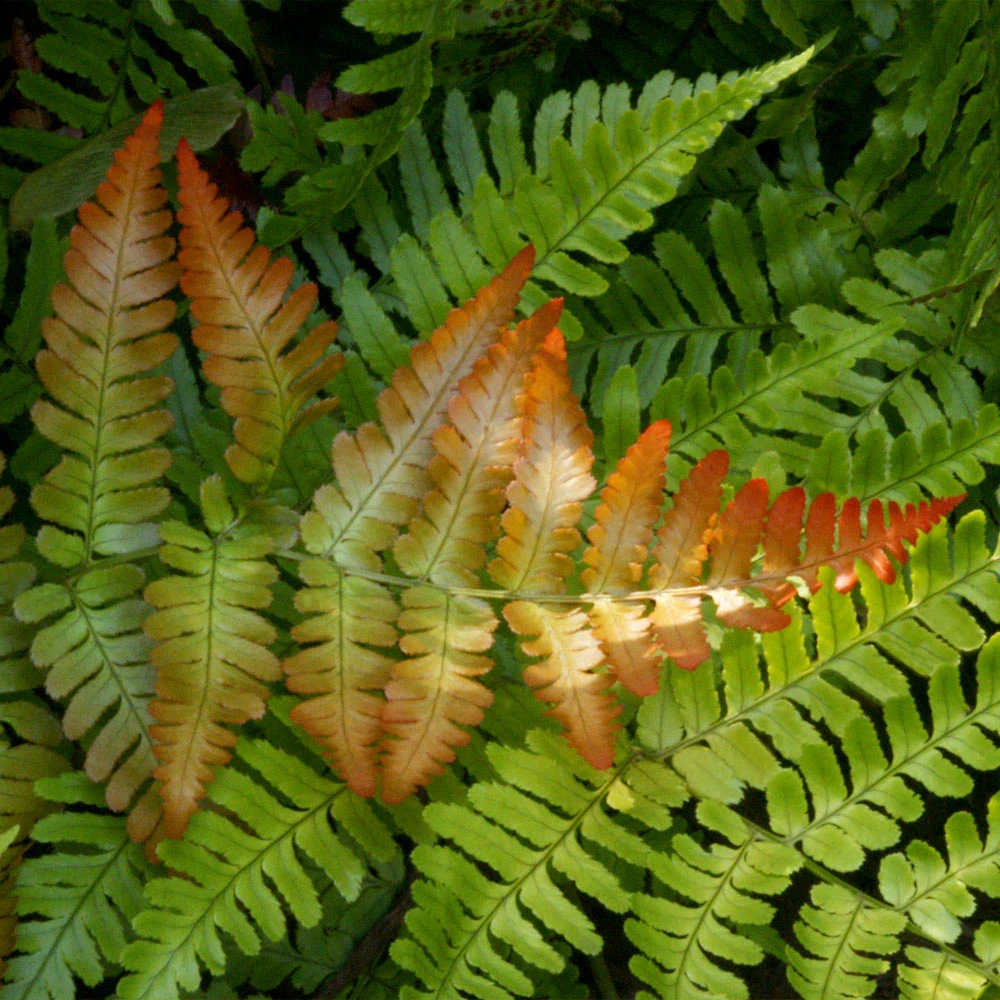 Brilliance Autumn Fern - Image 3
