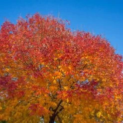 Autumn Purple Ash Tree