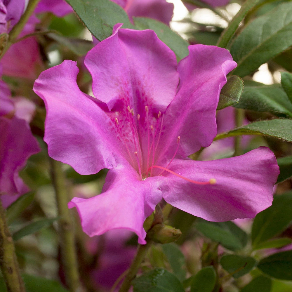 Autumn Royalty® Encore® Azalea Shrub - Image 3