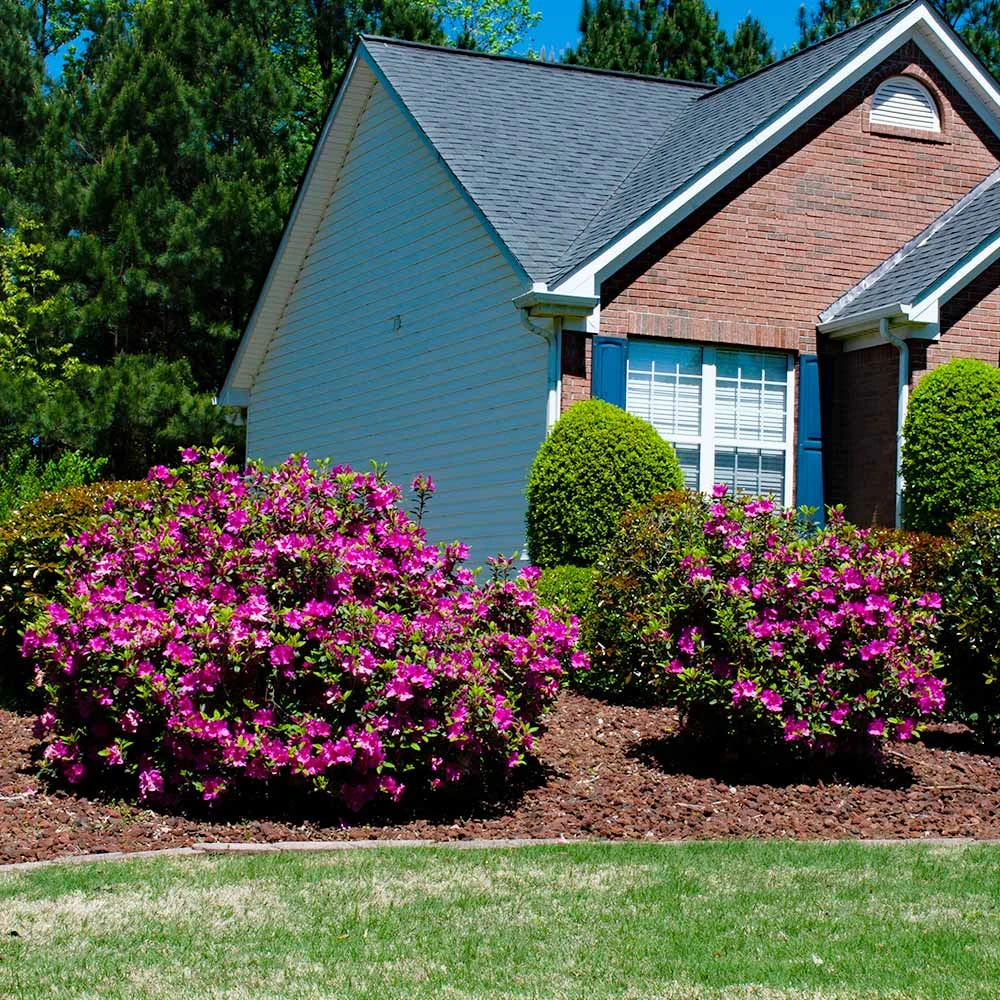 Autumn Royalty® Encore® Azalea Shrub - Image 4