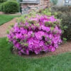 Autumn Royalty® Encore® Azalea Shrub