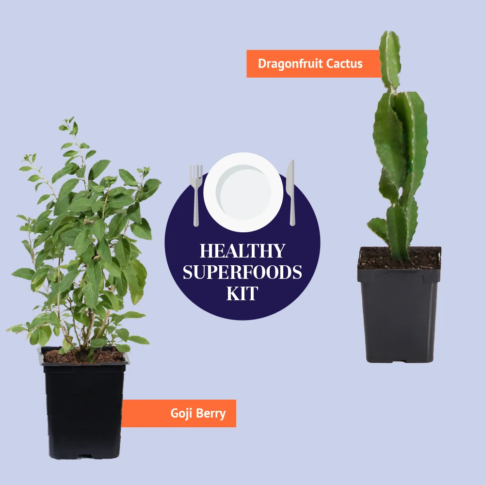 Dragon Fruit Cactus - Image 8