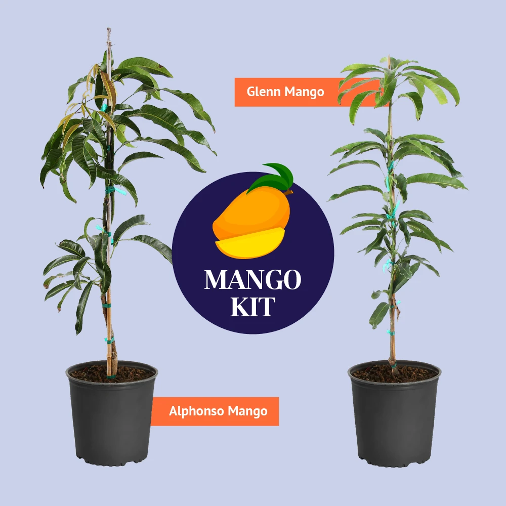 Alphonso Mango Tree - Image 7