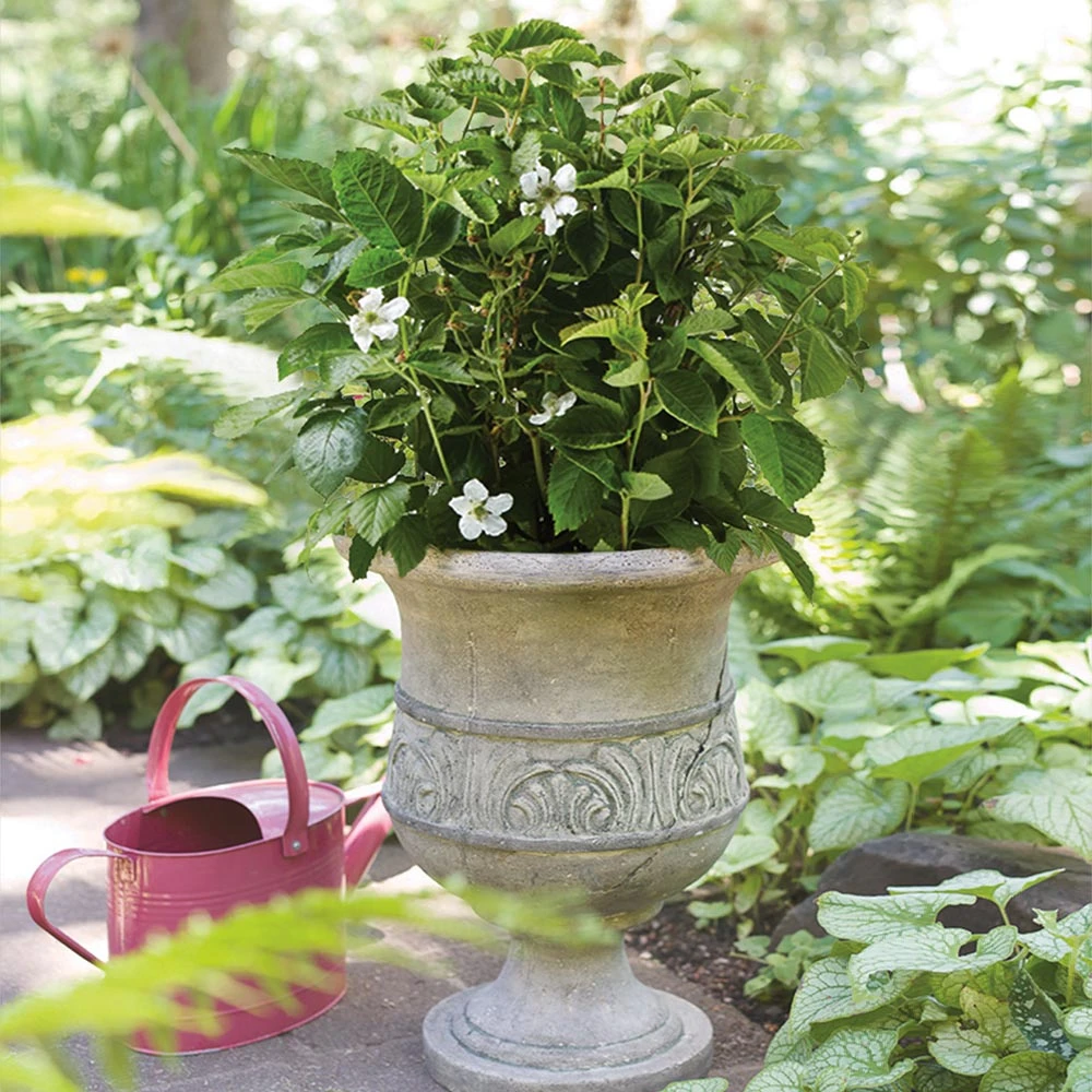 Bushel And Berry® Baby Cakes Blackberry® Bush - Image 3