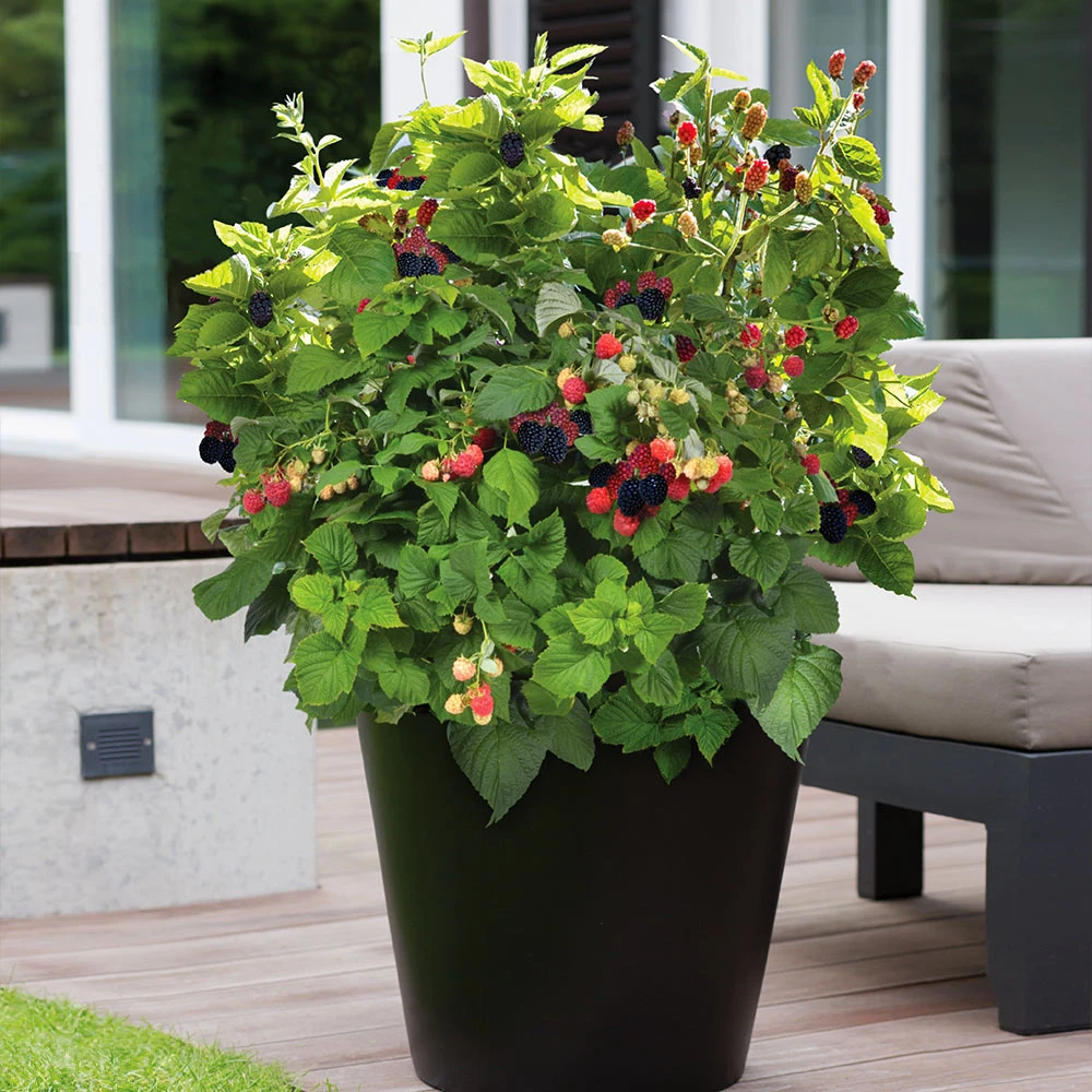 Bushel And Berry® Baby Cakes Blackberry® Bush - Image 5