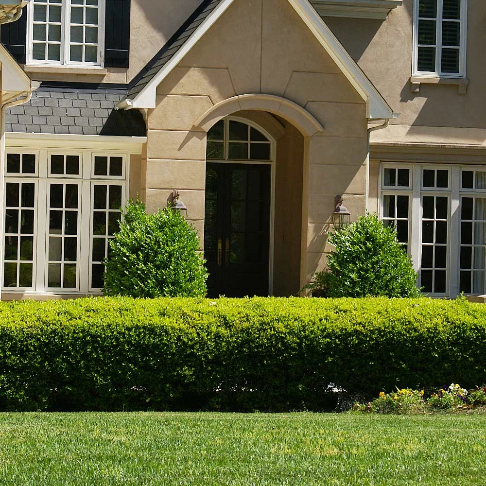 Baby Gem™ Boxwood Shrub - Image 3