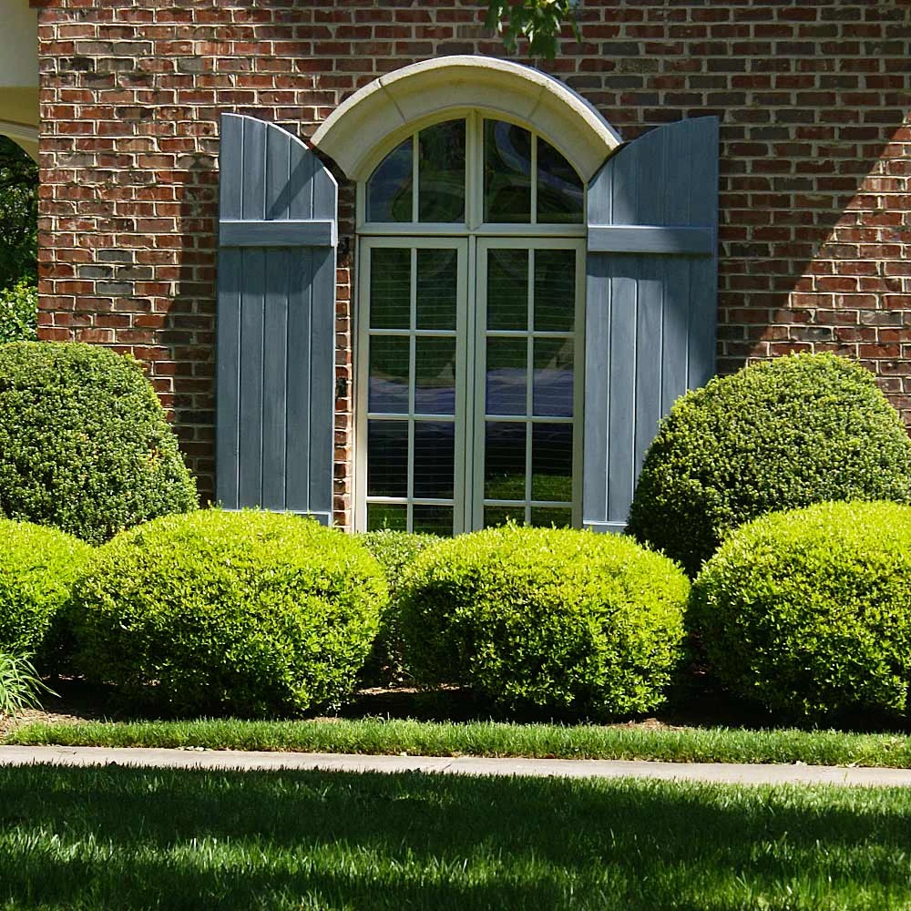 Baby Gem™ Boxwood Shrub - Image 2