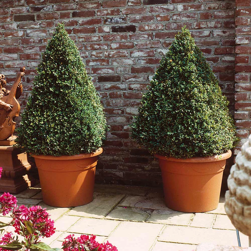 Baby Gem™ Boxwood Shrub - Image 4