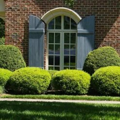Baby Gem™ Boxwood Shrub
