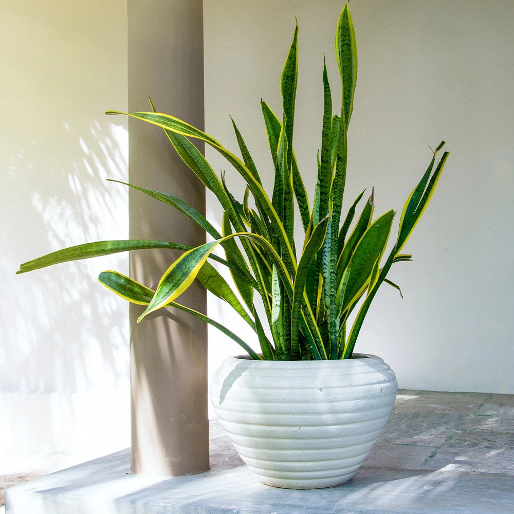 Snake Plant - Image 5