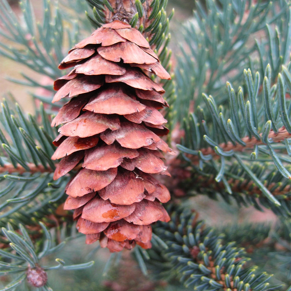 Black Hills Spruce Tree - Image 4