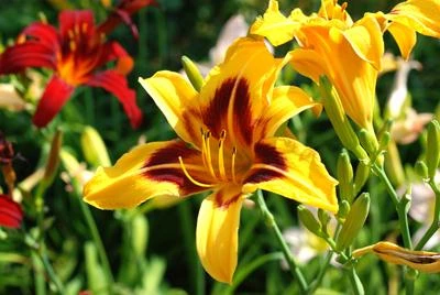 Blackeyed Stella Daylily - Image 2